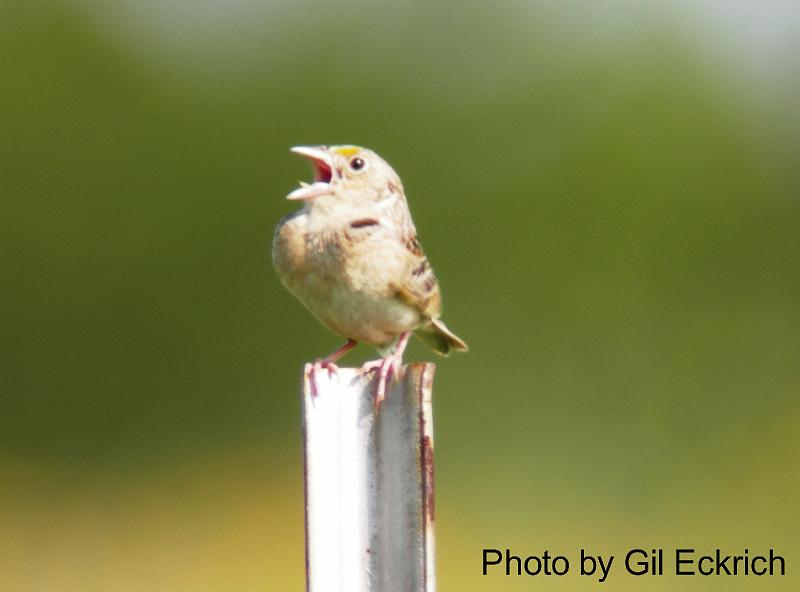 Grasshopper Sparrow May 07 Field Trip 066 